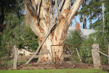 Old metal gate and a eucalyptus tree near Maryborough, central Victoria, Australia.