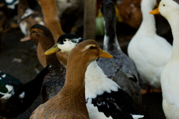 Close up ducks, see the details and expressions of ducks 