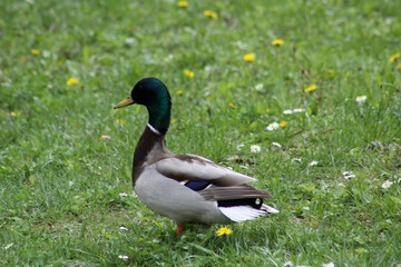 Male duck side view walking on green grass