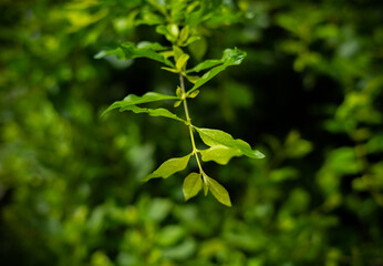 bush branch with vegetation background