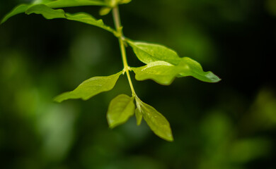 bush branch with vegetation background