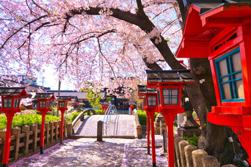 京都、六孫王神社の満開の桜