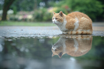 水たまりの前で