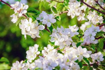 A flowering branch on nature in the park background