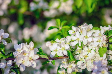 A flowering branch on nature in the park background