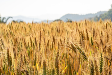 Wheat meadow. Ripe Gold Barley field in summer. Nature organic Yellow rye plant Growing to harvest.