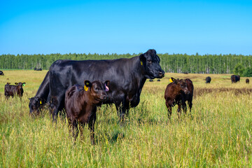 A black angus cow and calf graze on a green meadow.