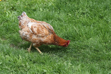 Free range hen looking for food in green grass.