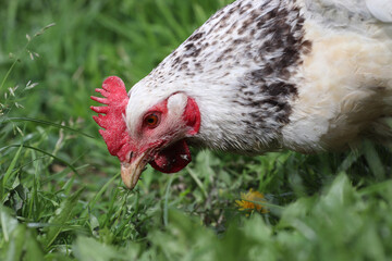 White free range hen looking for food in the green grass. Photo close up.