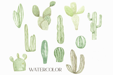 Watercolor desert collection cactus illustration