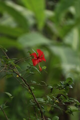 Hibiscus