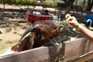 brown goat inside a farm being fed, goat concept