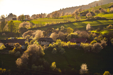 Spring landscape in Slovakia. Polana region, Hrinova. Green spring rural hills landscape, fields, flowering trees, organic farming © Zedspider