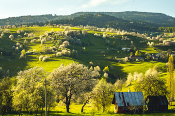 Spring landscape in Slovakia. Polana region, Hrinova. Green spring rural hills landscape, fields, flowering trees, organic farming © Zedspider