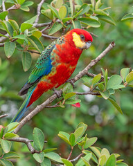 A Male Western Rosella