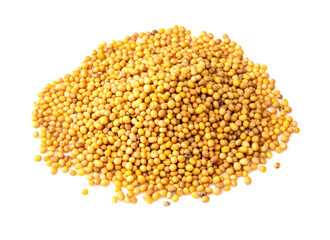 pile of yellow seeds of mustard Brassica Juncea