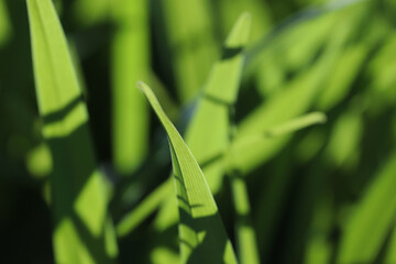 Green grass close up. Natural green background. Shallow depth of field.