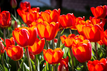 A row of red tulips in the backyard close-up.