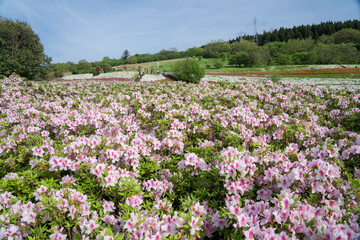 満開のツツジ園