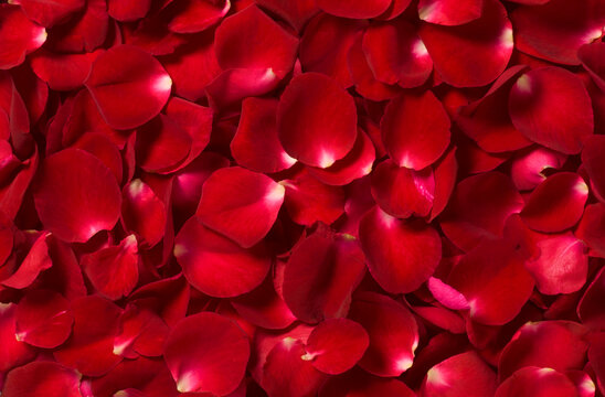 beautiful red rose petals background 