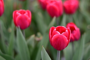 Early spring. The first blooming red and purple tulips.