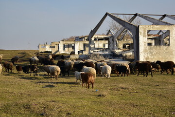 A flock of sheep graze in an open space next to an abandoned building.