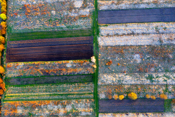 Aerial drone photo of flowering fields