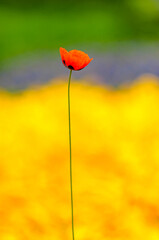 Obraz premium red poppy flower