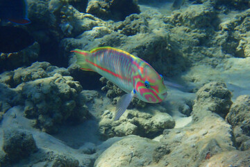 Fototapeta na wymiar Coral fish Thalassoma Klunzingeri