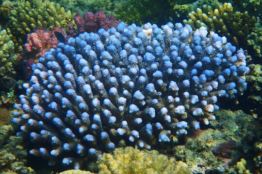 acropora corals from the red sea