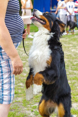 Naklejka na ściany i meble A purebred pet dog of the Bernese Mountain Dog breed, Berner Sennenhund, a shepherd dog looks faithfully in the eyes and stands on its hind legs in front of its owner