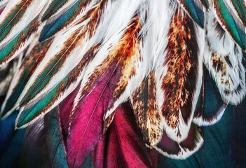 Bright multicolor feathers  of some bird - 433372690