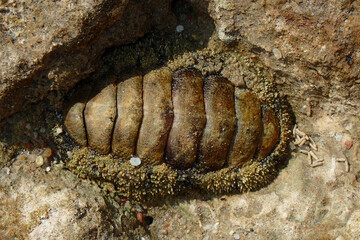 lepidochitona animal from the egypt beach