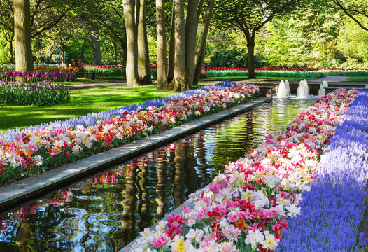 Largest flower garden in Europe. Keukenhof. Holland