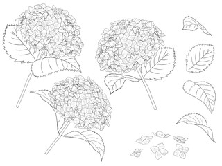 あじさいの線画セット