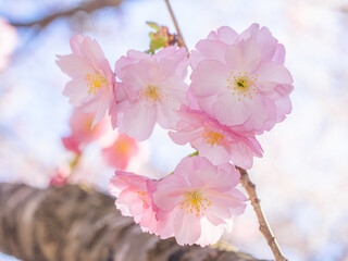 Double cherry blossoms (Kamegajo park, Inawashiro, Fukushima)