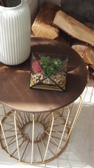 Saint-Petersburg, RUSSIA - 11.05: Florarium with succulent plants on white background. Small garden with miniature cactuse. Home indoor plants. Scandinavian interior.