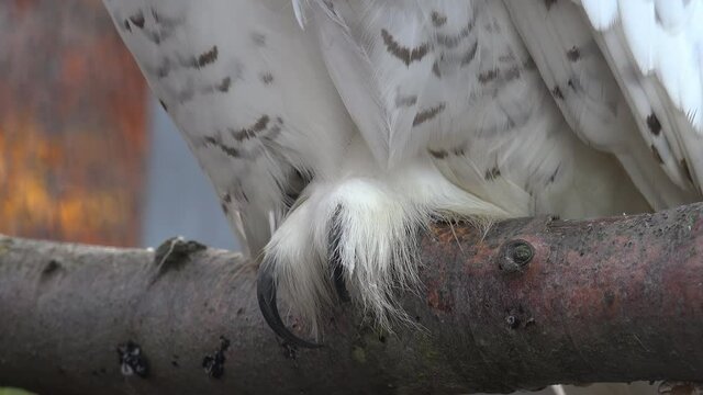 Playful and cunning alpine owl