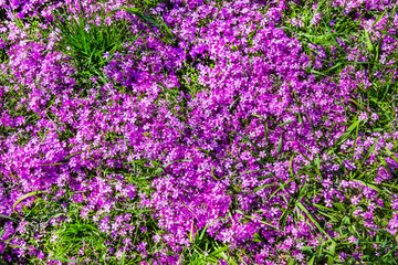 Spring small pink flowers among the grass. Flowers on alpine slide.