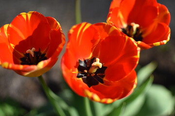 Beautiful spring flowers