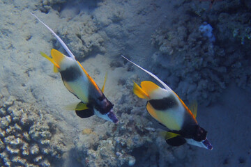 Fototapeta na wymiar Red sea bannerfish (Heniochus intermedius)