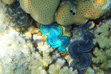 giant clam from the red sea
