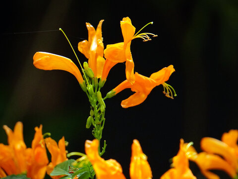 A bunch of bright orange Tecoma capensis (Cape honeysuckle) flowers against black background.      