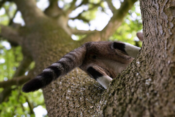 Tailed back of a cat that just jumped into a tall tree. The animal flees into the tree. Focus on the middle part of the tail