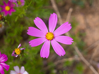 Obraz premium Bokeh macro close-up photo of early summer pink autumn English flowers