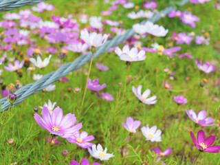 Pink Cosmos bipinnata Cav in the green grass of early summer.