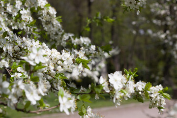 Spring blossoms. White blooming branches of cherry tree, spring backgrond