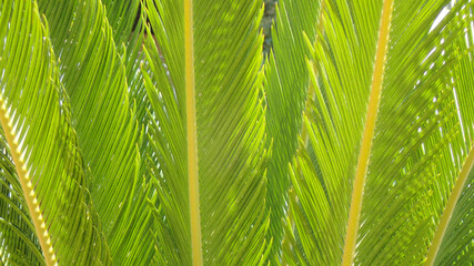 Naklejka na ściany i meble green palm leaves texture