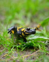 Feuersalamander