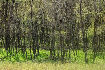 Tranquil landscape of the green trees in the mountains